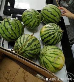 学校吃瓜网的头像,揭秘吃瓜网神秘头像背后的故事