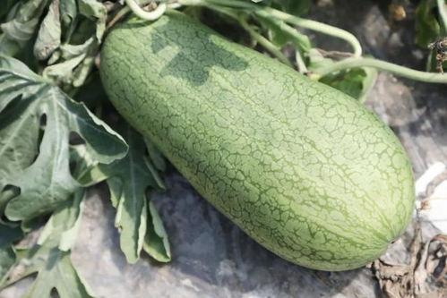 哪个网红连麦吃瓜