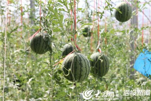潮州网红吃瓜事件视频曝光,视频曝光引发网友热议